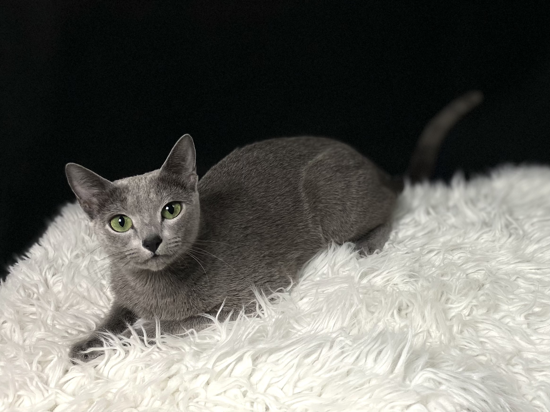 Arwen