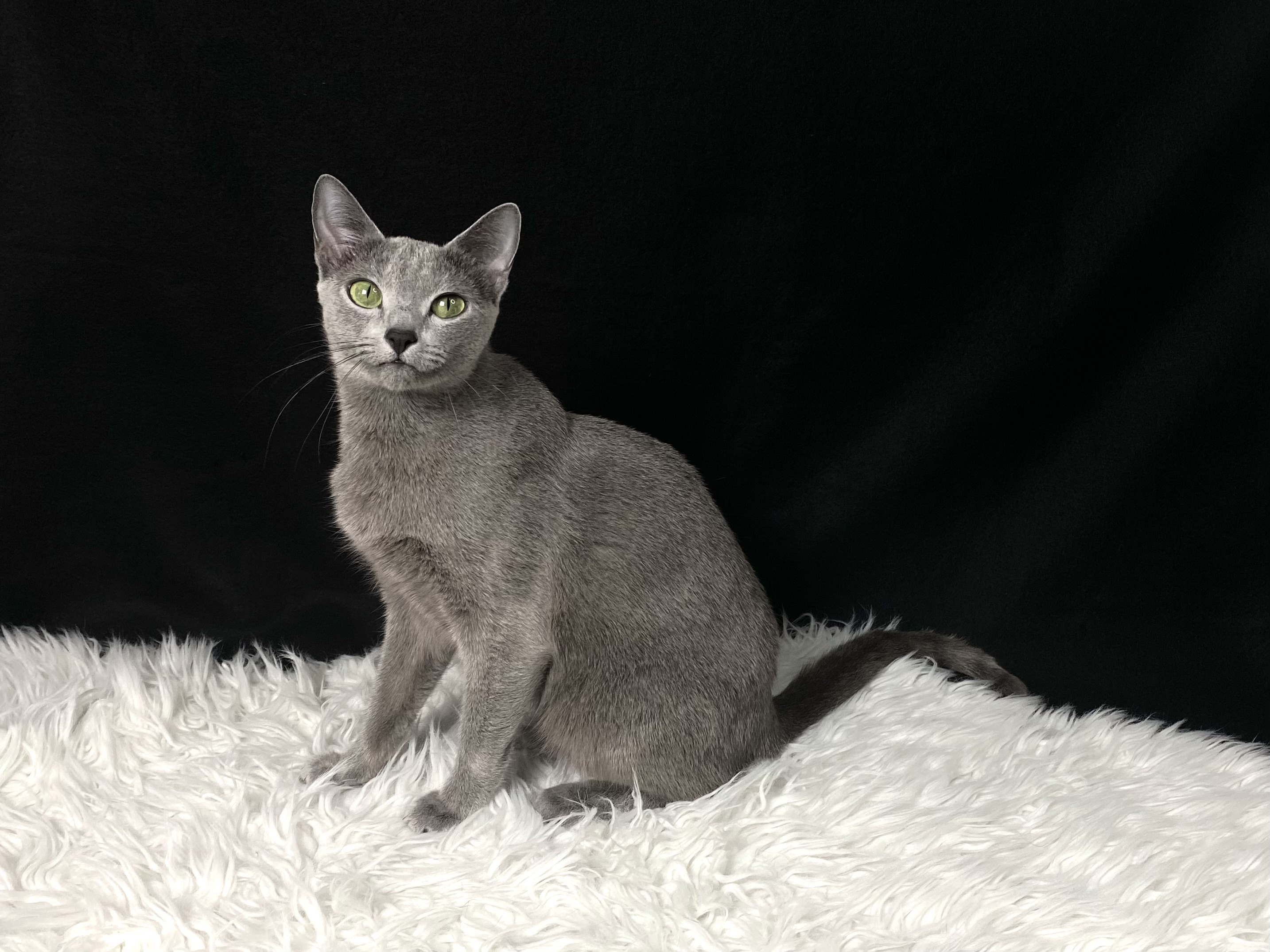 Arwen
