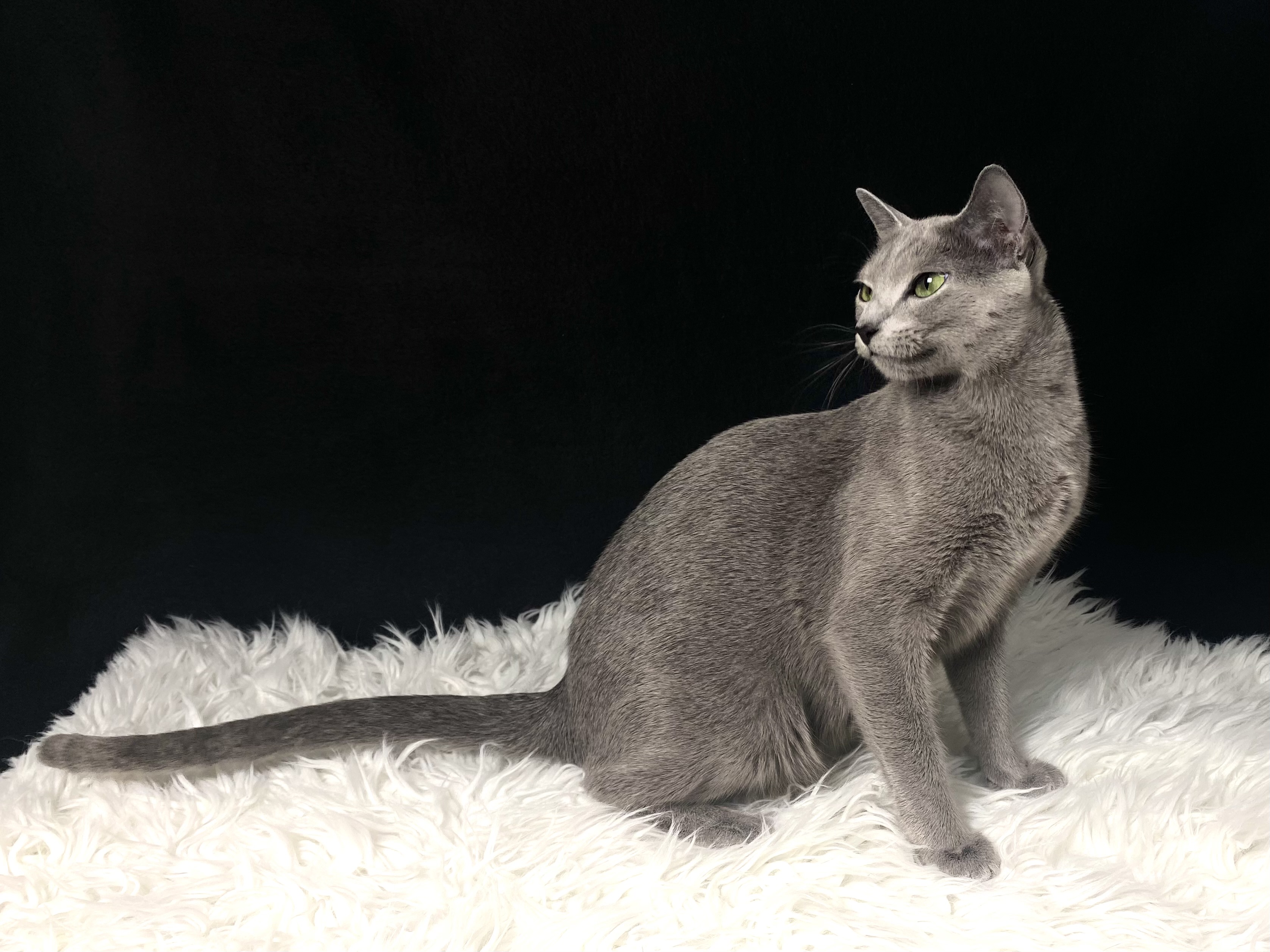 Daphne