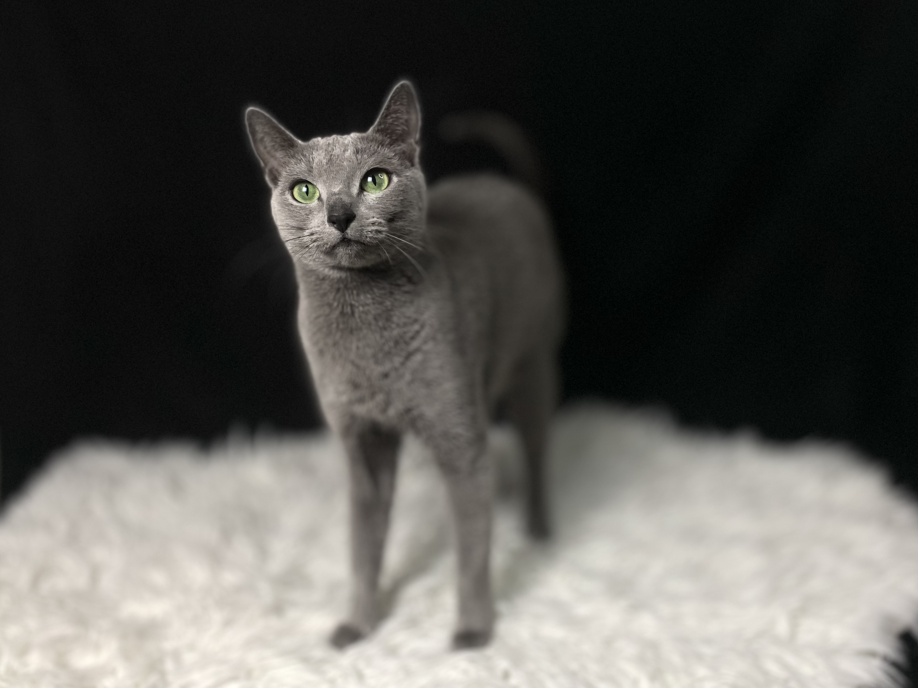 Lyra